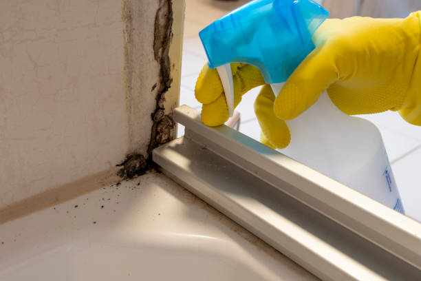 Mold Remediation